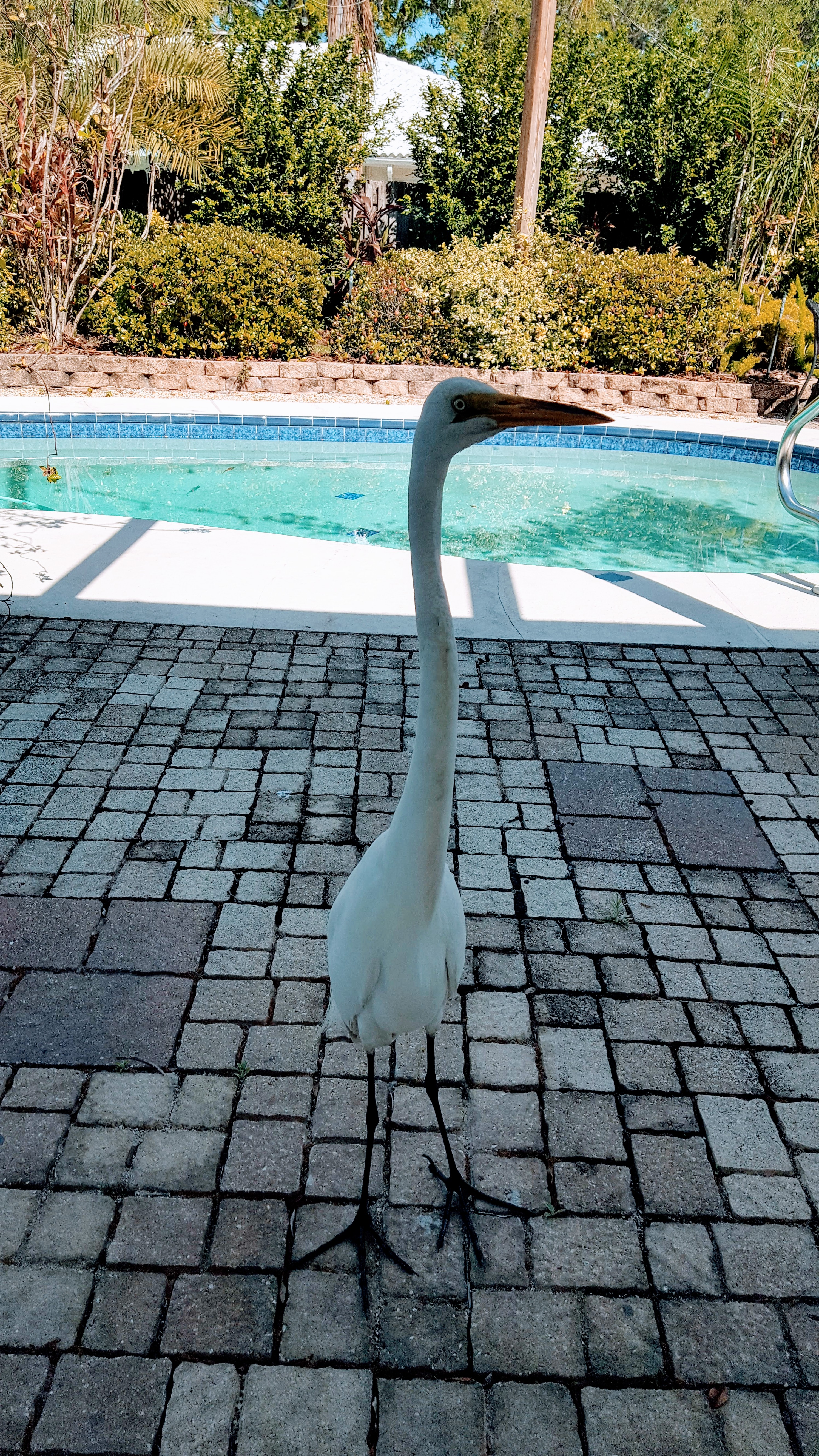 Oscar the Egret standing just outside the open door, looking for a turkey dog.