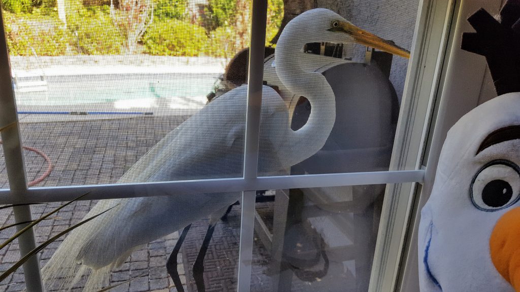 Oscar the Egret perched in the kitchen window.