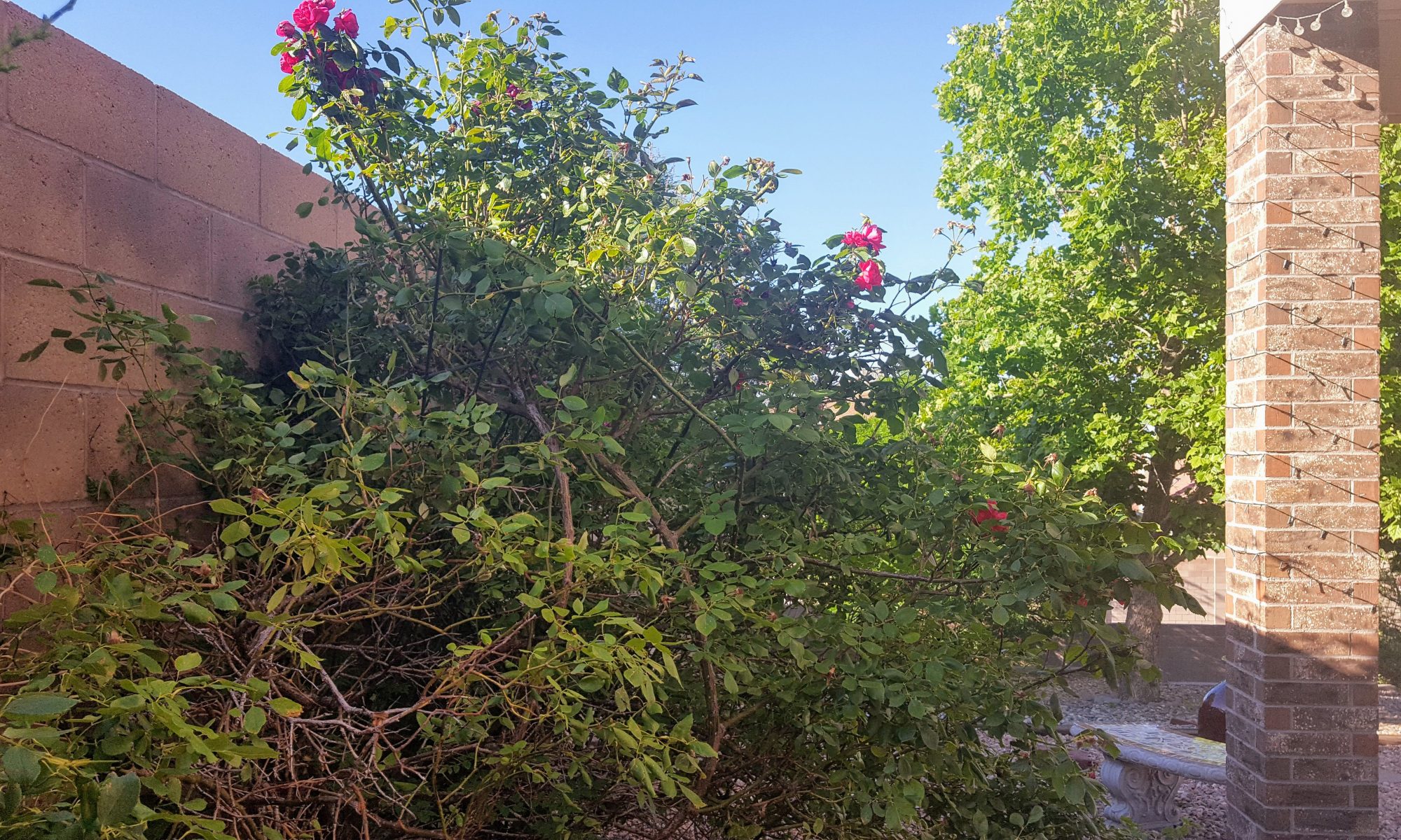 Photo of rose bush